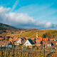 Vineyard rows with trellis system on Alsatian hillside near Riquewihr in Alsace Wine Region Vineyard rows with trellis system on Alsatian hillside near Riquewihr in Alsace Wine Region - PhotoDune Item for Sale