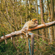 Barbary macaques social interaction in natural forest at Alsace reserve Barbary macaques social interaction in natural forest at Alsace reserve - PhotoDune Item for Sale