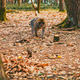 Adult Barbary macaque grooming in Alsace wildlife park near Colmar at Montagne des Singes Adult Barbary macaque grooming in Alsace wildlife park near Colmar at Montagne des Singes - PhotoDune Item for Sale
