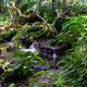 Waterfall in the Japanese garden with green plants Waterfall in the Japanese garden with green plants - PhotoDune Item for Sale