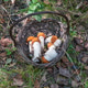 Wicker basket brimming with freshly picked wild orange cap boletes from forest Wicker basket brimming with freshly picked wild orange cap boletes from forest - PhotoDune Item for Sale