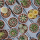 Background Of Various Small Potted Cacti Background Of Various Small Potted Cacti - PhotoDune Item for Sale