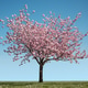 Blooming Cherry Blossom Tree Blooming Cherry Blossom Tree - PhotoDune Item for Sale
