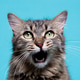 Tabby Cat Portrait with Open Mouth on Blue Background Tabby Cat Portrait with Open Mouth on Blue Background - PhotoDune Item for Sale