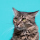 Portrait of a tabby cat striking a confident pose against a teal background. Portrait of a tabby cat striking a confident pose against a teal background. - PhotoDune Item for Sale