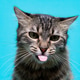 Tabby Cat Portrait with Tongue Out on Blue Background Tabby Cat Portrait with Tongue Out on Blue Background - PhotoDune Item for Sale
