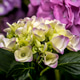 Beautiful purple hydrangea flowers blooming against a solid black background Beautiful purple hydrangea flowers blooming against a solid black background - PhotoDune Item for Sale