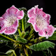 Speckled Pink Gloxinia Hybrid Flower On Black Background Speckled Pink Gloxinia Hybrid Flower On Black Background - PhotoDune Item for Sale