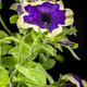 Vibrant Purple Surfinia Flower With Cream Border On Black Background Vibrant Purple Surfinia Flower With Cream Border On Black Background - PhotoDune Item for Sale