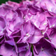 Beautiful purple hydrangea flowers blooming against dark green foliage Beautiful purple hydrangea flowers blooming against dark green foliage - PhotoDune Item for Sale