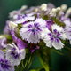 Tender Lilac Sweet William Dianthus Flowers on Green Background Tender Lilac Sweet William Dianthus Flowers on Green Background - PhotoDune Item for Sale