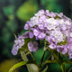 Tender Lilac Sweet William Dianthus Flowers on Green Background Tender Lilac Sweet William Dianthus Flowers on Green Background - PhotoDune Item for Sale