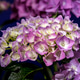 Beautiful purple hydrangea flowers blooming against solid violet background Beautiful purple hydrangea flowers blooming against solid violet background - PhotoDune Item for Sale