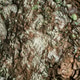 Abstract Tree Bark Texture Pattern Background Abstract Tree Bark Texture Pattern Background - PhotoDune Item for Sale