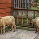 Two Wooly Sheep Stand Inside Concrete Enclosure Beside Wooden Wall While Another Grazes Two Wooly Sheep Stand Inside Concrete Enclosure Beside Wooden Wall While Another Grazes - PhotoDune Item for Sale