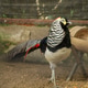 Male Pheasant With Scaled Cape Stands Next To Woden Feeder Male Pheasant With Scaled Cape Stands Next To Woden Feeder - PhotoDune Item for Sale