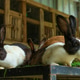 Two Alert Rabbits With Distinctive Markings Rest On Metal Platform Covered In Artificial Grass Two Alert Rabbits With Distinctive Markings Rest On Metal Platform Covered In Artificial Grass - PhotoDune Item for Sale