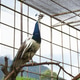 Peafowl Stands On Wooden Branch Inside Wire Mesh Aviary Peafowl Stands On Wooden Branch Inside Wire Mesh Aviary - PhotoDune Item for Sale