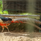 Pheasant With Long Striped Tail Stands On Dirt Ground Inside Wire Enclosure Pheasant With Long Striped Tail Stands On Dirt Ground Inside Wire Enclosure - PhotoDune Item for Sale