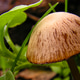 Wild Mushroom, Sierra de Guadarrama National Park, Spain Wild Mushroom, Sierra de Guadarrama National Park, Spain - PhotoDune Item for Sale