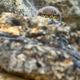 Little Owl, Spain Little Owl, Spain - PhotoDune Item for Sale