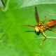 Wasp, Tropical Rainforest, Costa Rica Wasp, Tropical Rainforest, Costa Rica - PhotoDune Item for Sale