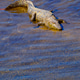 Mugger Crocodile, Royal Bardia National Park, Nepal Mugger Crocodile, Royal Bardia National Park, Nepal - PhotoDune Item for Sale