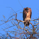 White-backed vulture, Chobe National Park, Botswana White-backed vulture, Chobe National Park, Botswana - PhotoDune Item for Sale