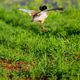 Little Bustard, Spain Little Bustard, Spain - PhotoDune Item for Sale