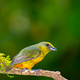 Olive-backed Euphonia, Tropical Rainforest, Costa Rica Olive-backed Euphonia, Tropical Rainforest, Costa Rica - PhotoDune Item for Sale