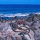 Marine Iguana, Galapagos National Park Marine Iguana, Galapagos National Park - PhotoDune Item for Sale