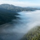 Aerial view of dense pine forest on hills above a thick sea of fog Aerial view of dense pine forest on hills above a thick sea of fog - PhotoDune Item for Sale