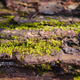 Close-up of moss growing on a fallen tree trunk in a forest Close-up of moss growing on a fallen tree trunk in a forest - PhotoDune Item for Sale