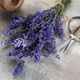 Fresh lavender bunch with scissors and twine preparing Fresh lavender bunch with scissors and twine preparing - PhotoDune Item for Sale