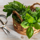 Fresh herbs harvest in basket with garden scissors Fresh herbs harvest in basket with garden scissors - PhotoDune Item for Sale