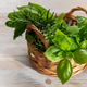Basket of fresh garden herbs for cooking Basket of fresh garden herbs for cooking - PhotoDune Item for Sale