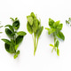 Fresh culinary herbs creating healthy cooking concept Fresh culinary herbs creating healthy cooking concept - PhotoDune Item for Sale