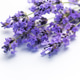 Lavender flowers creating relaxing aromatherapy herbal concept Lavender flowers creating relaxing aromatherapy herbal concept - PhotoDune Item for Sale