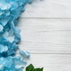 Blue hydrangea flowers blooming on white wooden background Blue hydrangea flowers blooming on white wooden background - PhotoDune Item for Sale