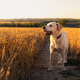 Labrador Retriever Dog Walking Through Golden Wheat Field on Sunny Summer Day Labrador Retriever Dog Walking Through Golden Wheat Field on Sunny Summer Day - PhotoDune Item for Sale