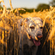 Labrador Retriever Dog Walking Through Golden Wheat Field on Sunny Summer Day Labrador Retriever Dog Walking Through Golden Wheat Field on Sunny Summer Day - PhotoDune Item for Sale