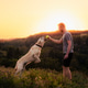 Man Playing with Labrador Retriever Dog on Meadow at Sunset Man Playing with Labrador Retriever Dog on Meadow at Sunset - PhotoDune Item for Sale