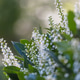 Blossom tree Blossom tree - PhotoDune Item for Sale