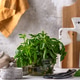 Fresh basil on kitchen. Home greens garden Fresh basil on kitchen. Home greens garden - PhotoDune Item for Sale