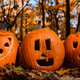 Three Carved Halloween Jack-o-Lanterns in Autumn Forest Setting Three Carved Halloween Jack-o-Lanterns in Autumn Forest Setting - PhotoDune Item for Sale
