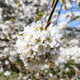 Bee Visiting White Cherry Blossom Cluster On Branch In Spring Garden Close-Up Bee Visiting White Cherry Blossom Cluster On Branch In Spring Garden Close-Up - PhotoDune Item for Sale