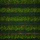 Orchard with endless rows of apple trees aerial drone view Orchard with endless rows of apple trees aerial drone view - PhotoDune Item for Sale
