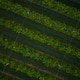 Orchard with endless rows of apple trees aerial drone view Orchard with endless rows of apple trees aerial drone view - PhotoDune Item for Sale