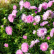 Colorful Asters Flowers Blooming at a Garden, Pink Flowers Blooming Colorful Asters Flowers Blooming at a Garden, Pink Flowers Blooming - PhotoDune Item for Sale