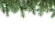 Fir branches along top edge on isolated white Fir branches along top edge on isolated white - PhotoDune Item for Sale